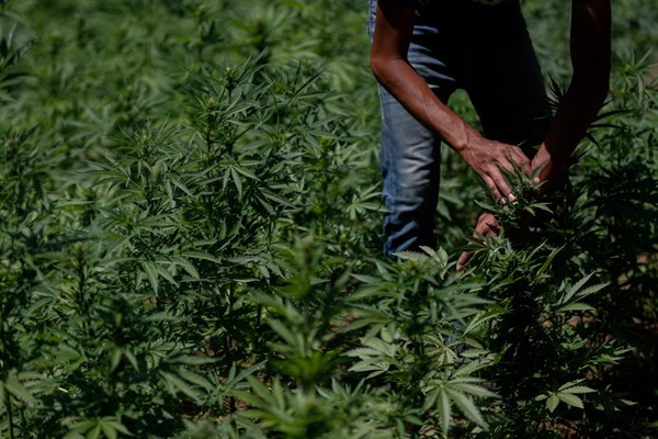 Mexico’s Risky Experiment With Legalized Cannabis | World Politics Review