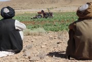 Taliban eradicate a poppy field in Afghanistan.