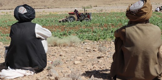 Taliban eradicate a poppy field in Afghanistan.