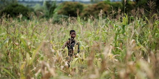 A woman stands among failing maize crops in Malawi.